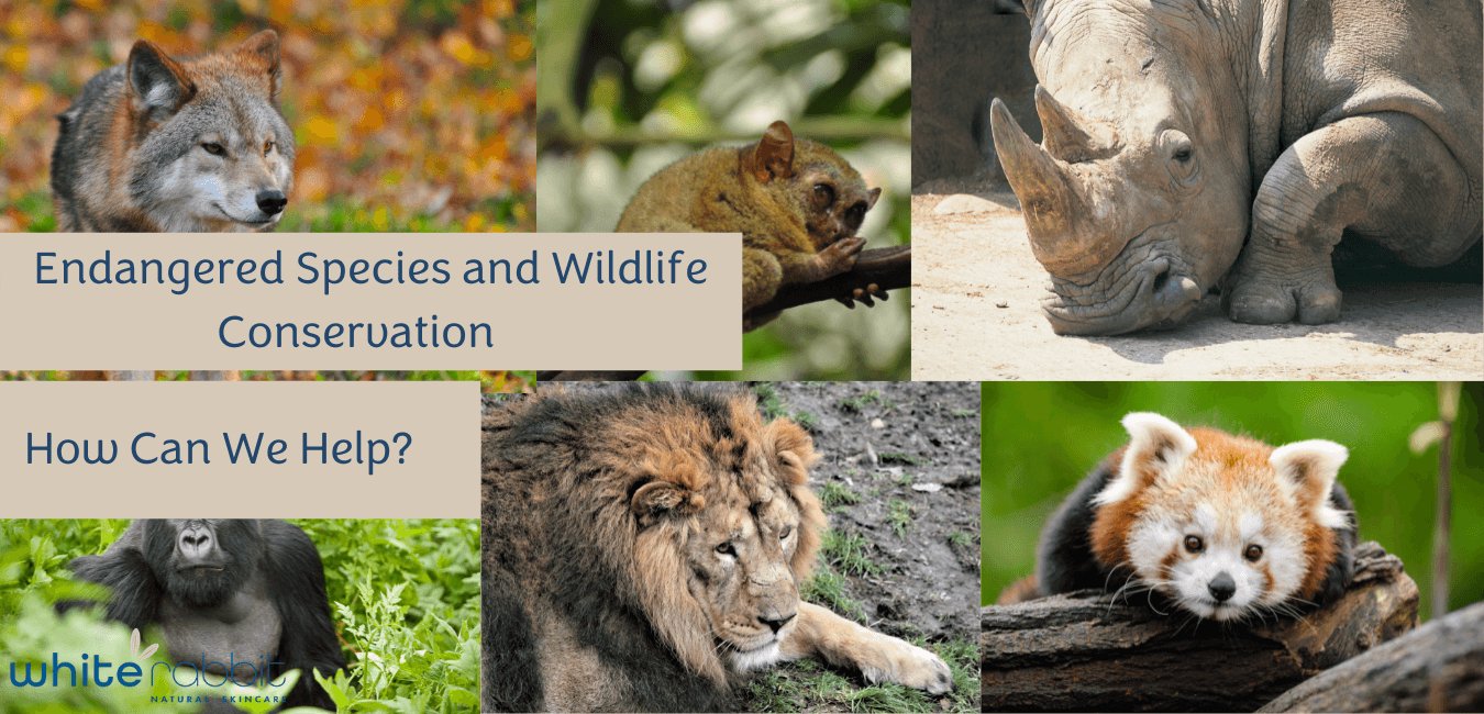 Endangered Species and Wildlife Conservation – White Rabbit Skin Care