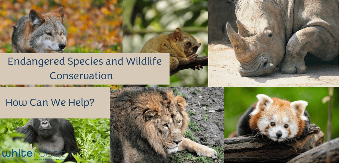 Ways To Protect Endangered Species How To Save The Endangered Animals