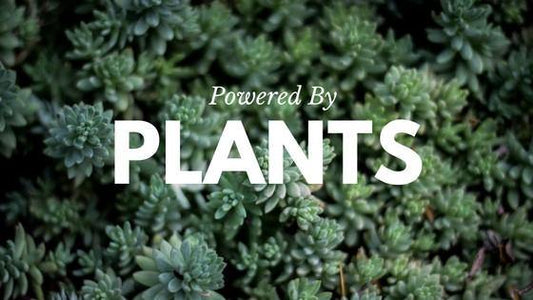 Powered by Plants! - White Rabbit Skin Care